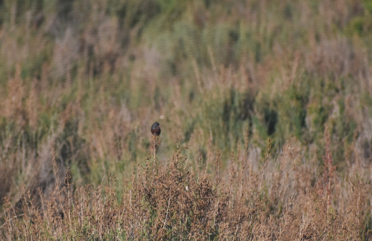 Funda Ötleğeni - ML647145930