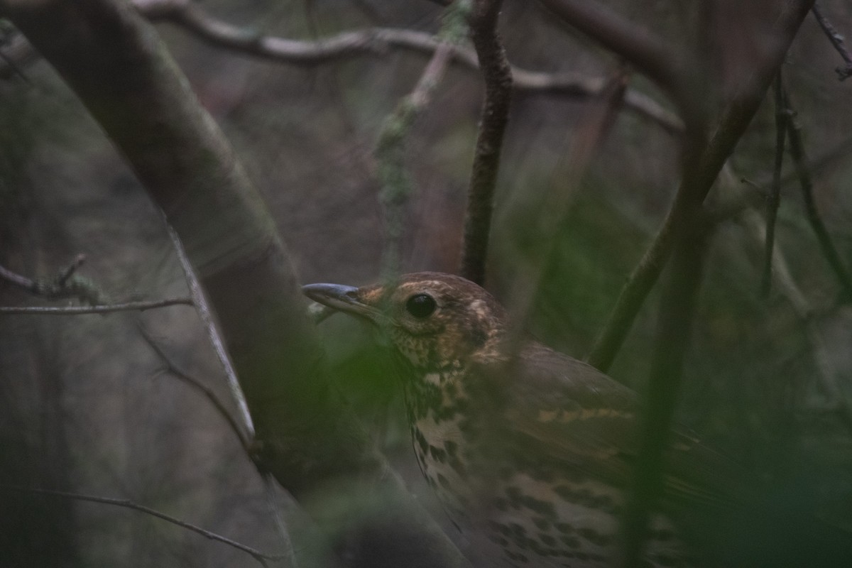 Song Thrush - ML647145932