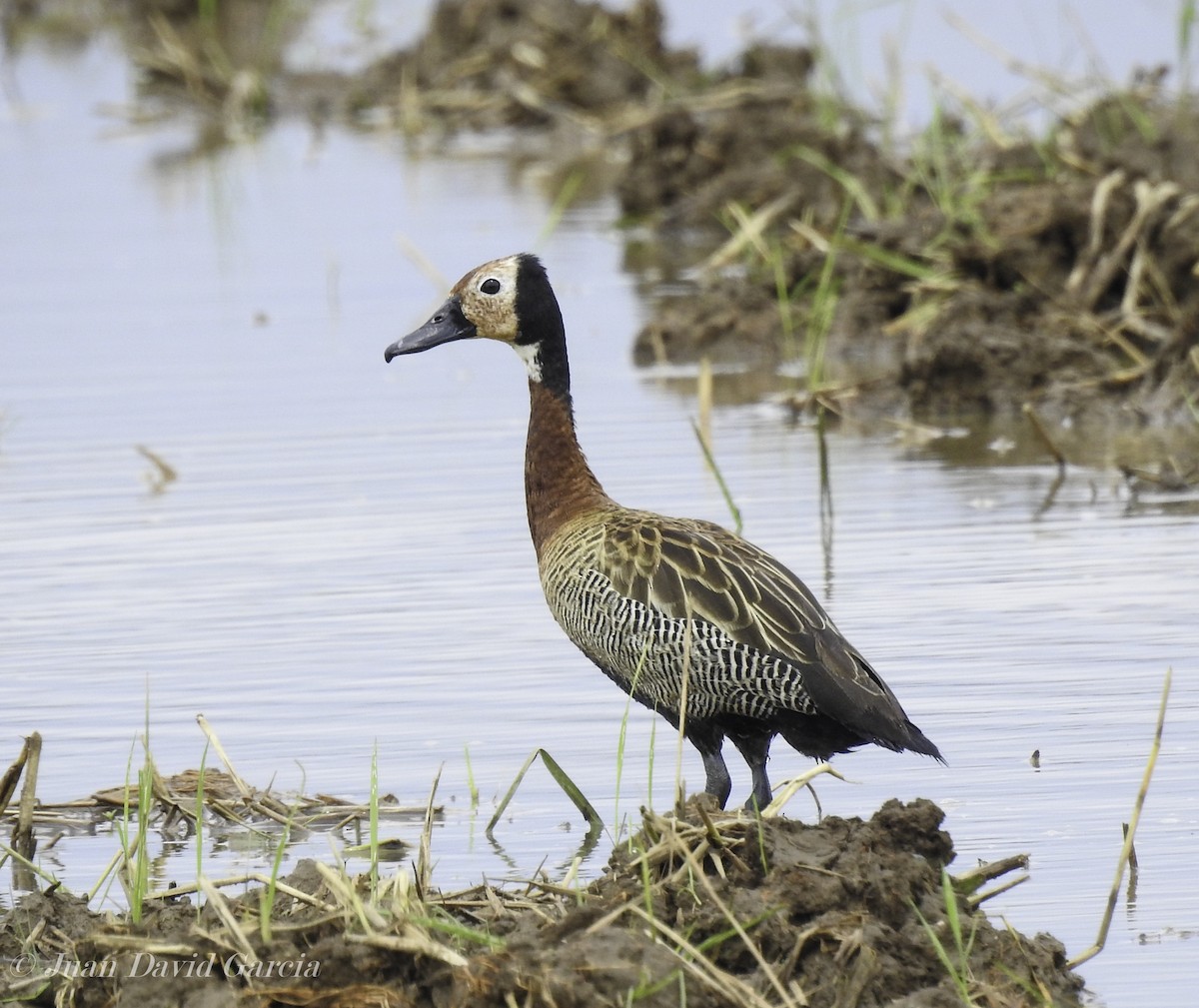 White-faced Whistling-Duck - ML647145941