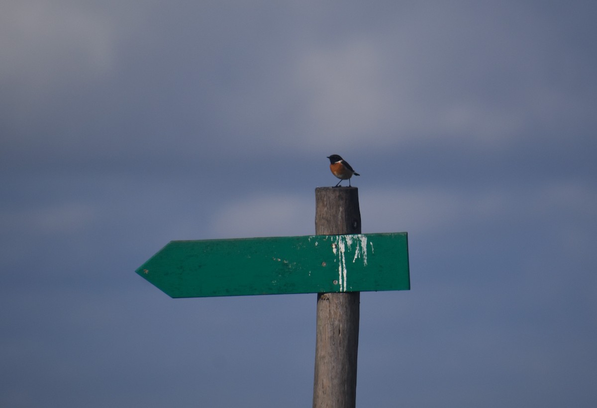 European Stonechat - ML647145949