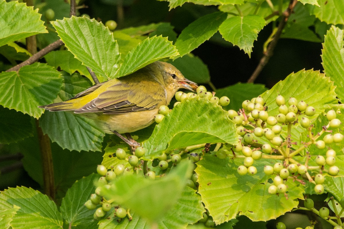 Балтиморский трупиал - ML647145974