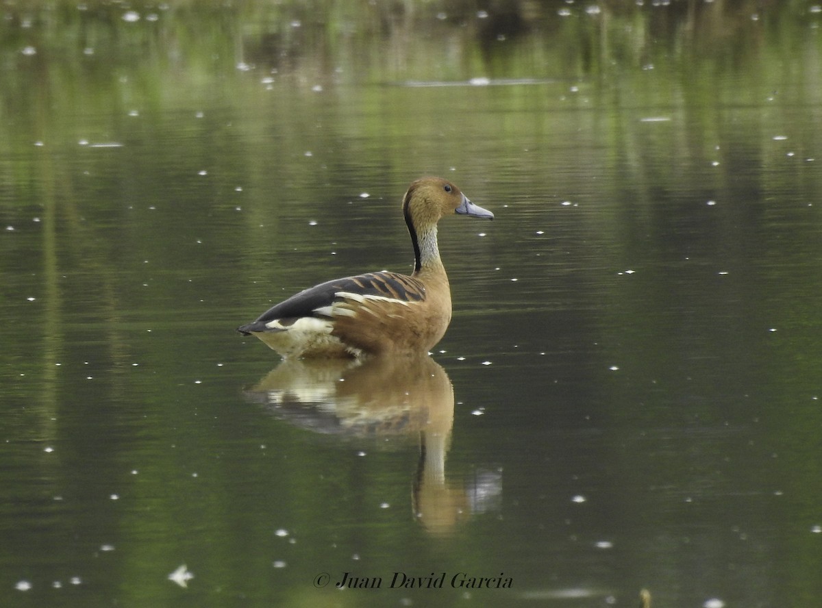 Fulvous Whistling-Duck - ML647145985