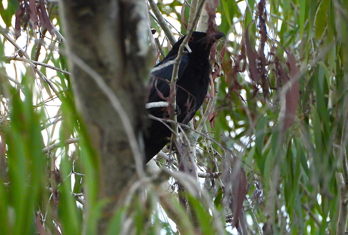 Yıldızlı Drongo - ML647145987