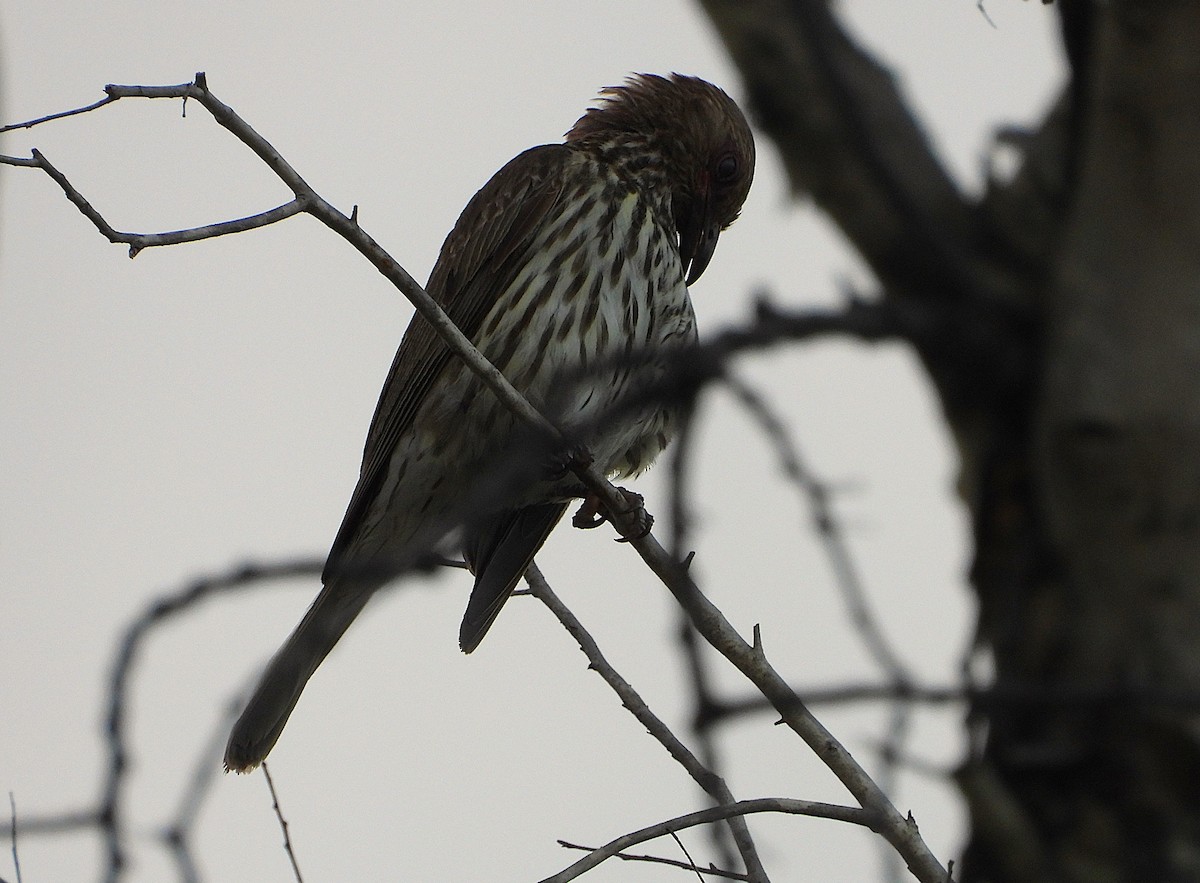 Australasian Figbird - ML647146003