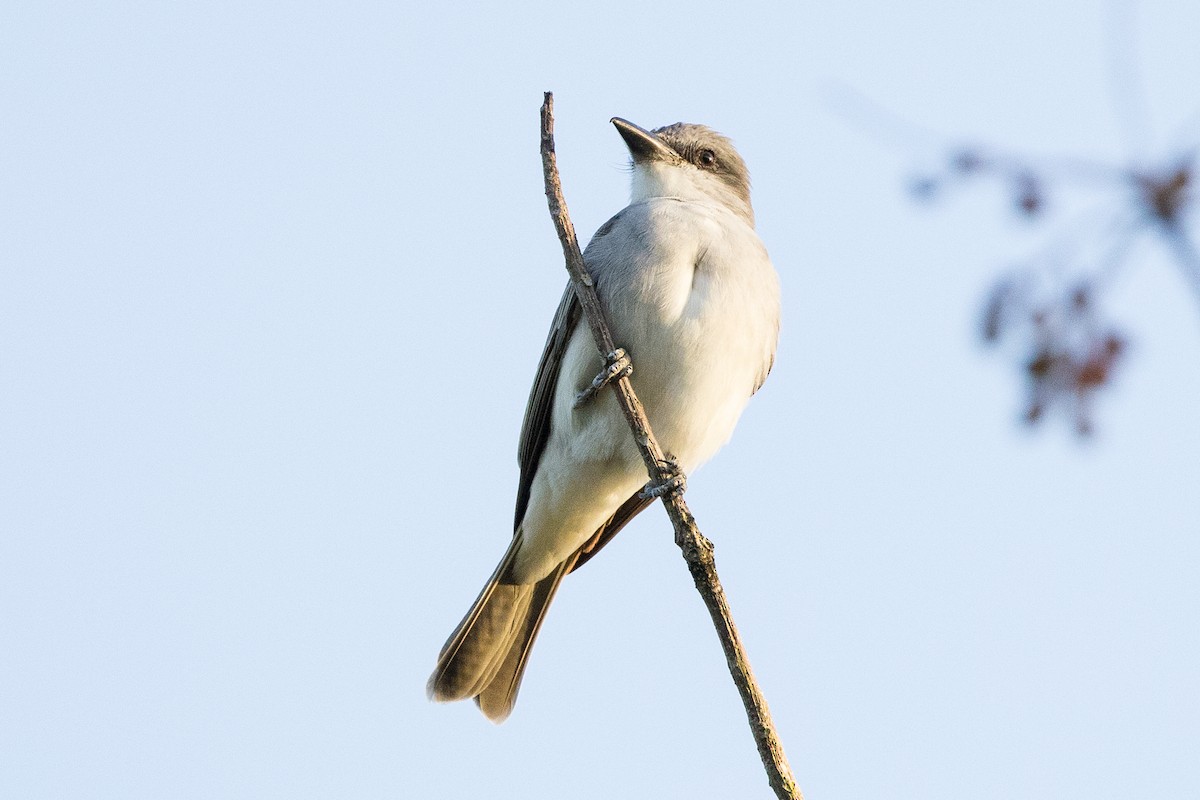 Серый тиранн - ML647146011