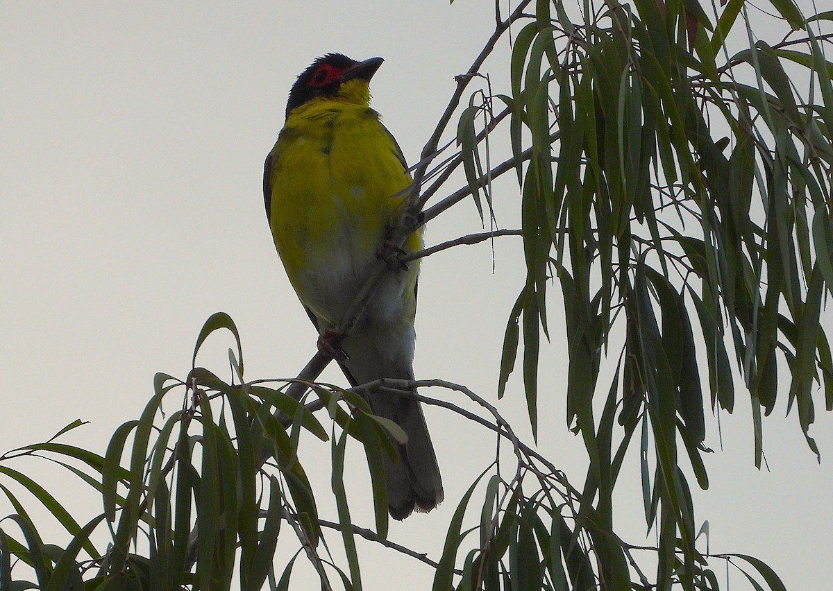 Australasian Figbird - ML647146013