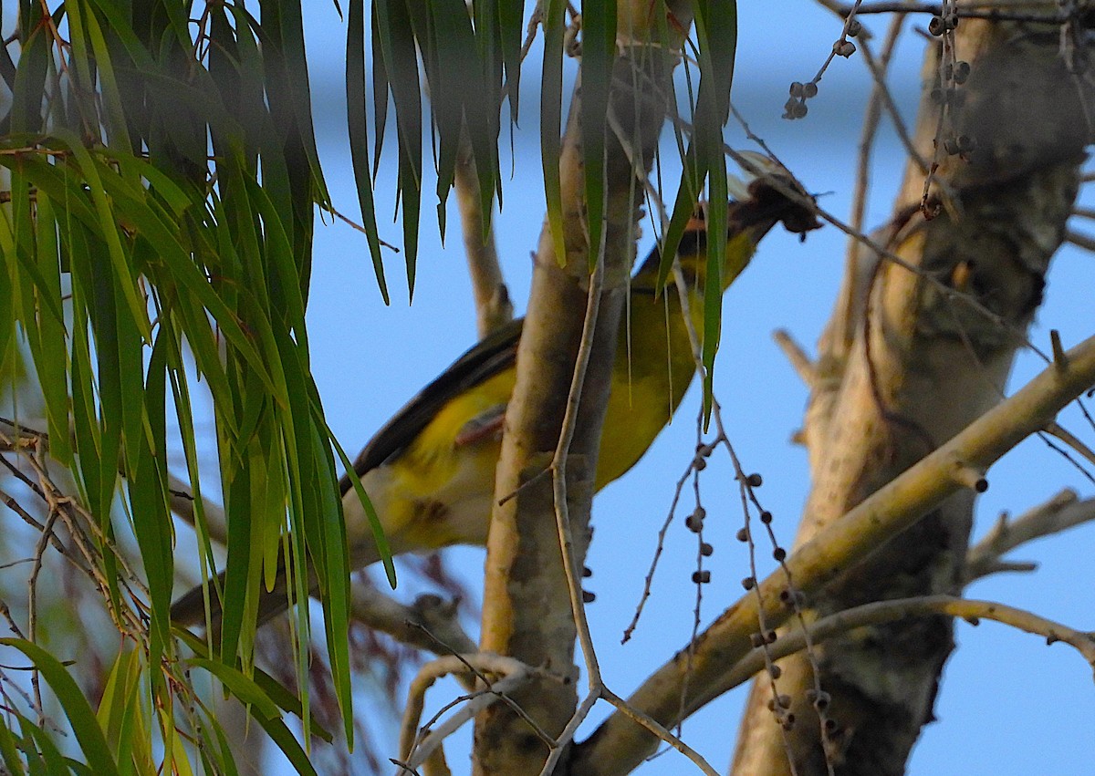 Australasian Figbird - ML647146014