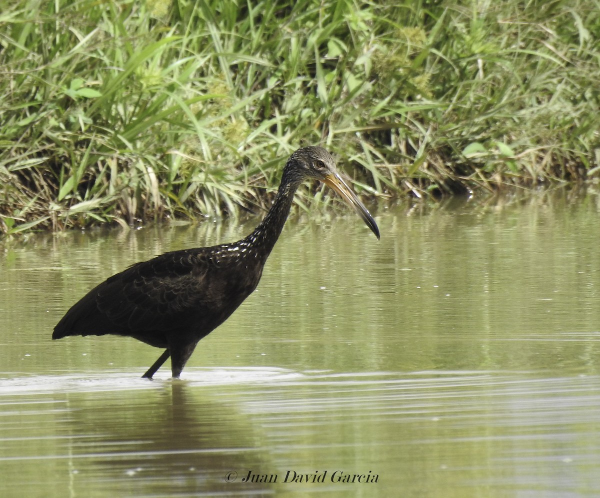 Limpkin - ML647146018