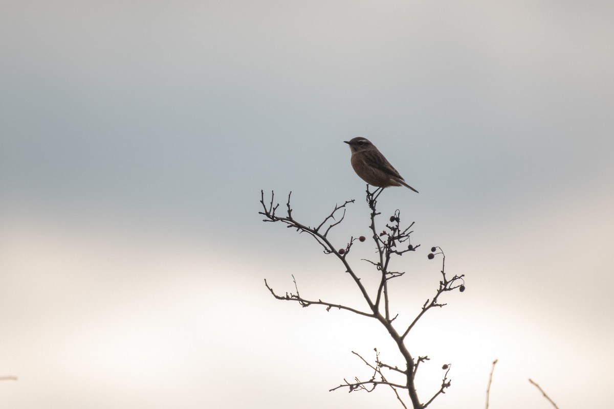 European Stonechat - ML647146034