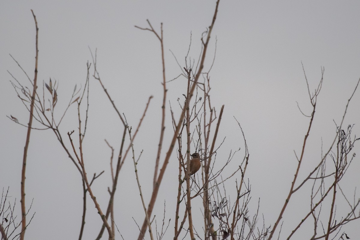 European Stonechat - ML647146035