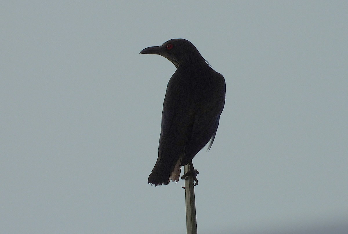 Metallic Starling - ML647146040