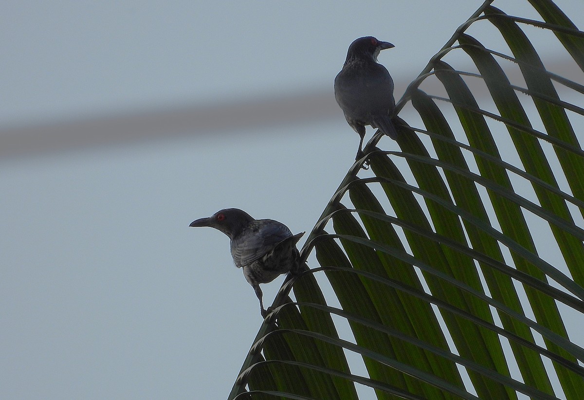 Metallic Starling - ML647146042