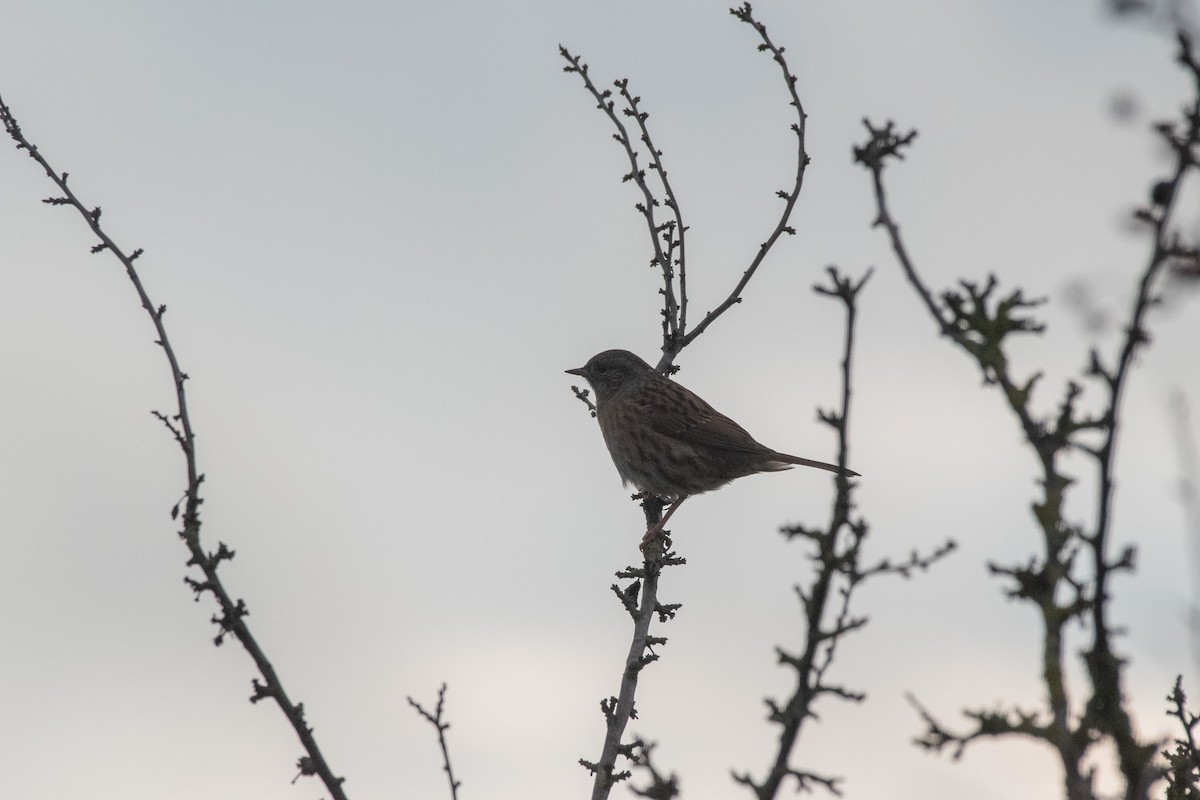 Accenteur mouchet - ML647146060