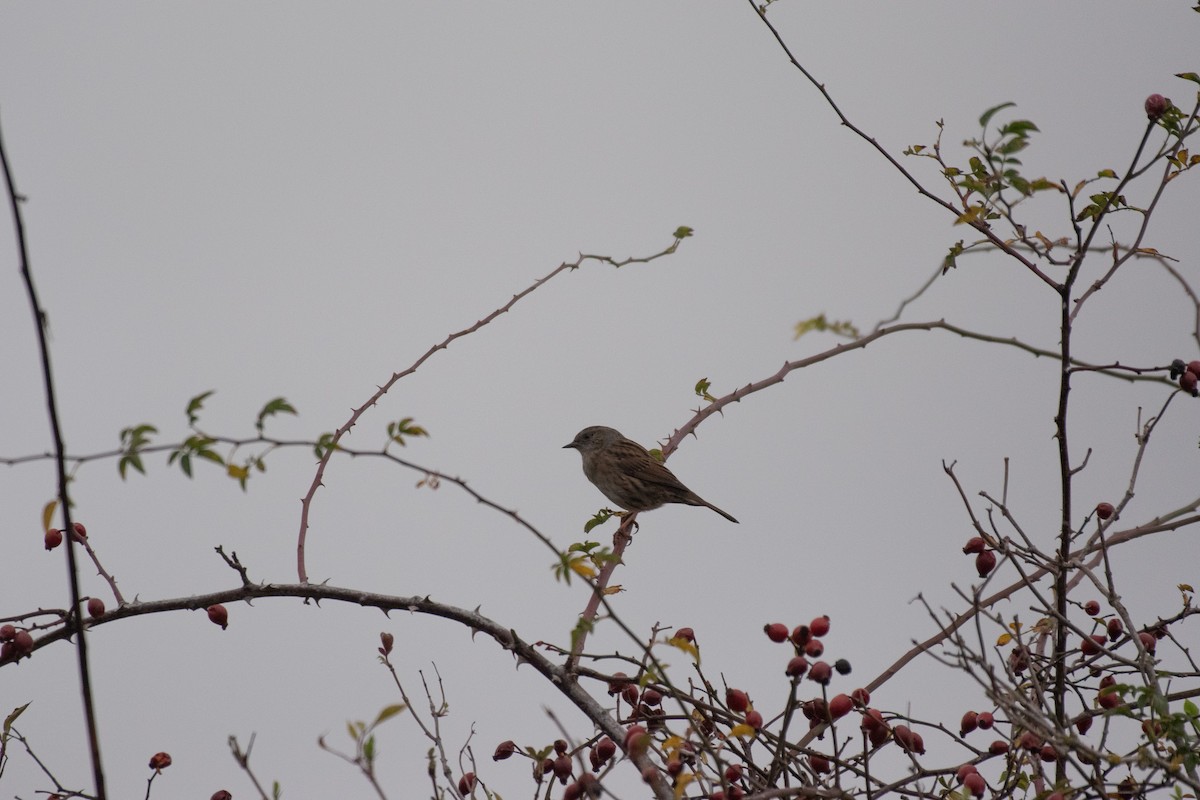 Accenteur mouchet - ML647146061