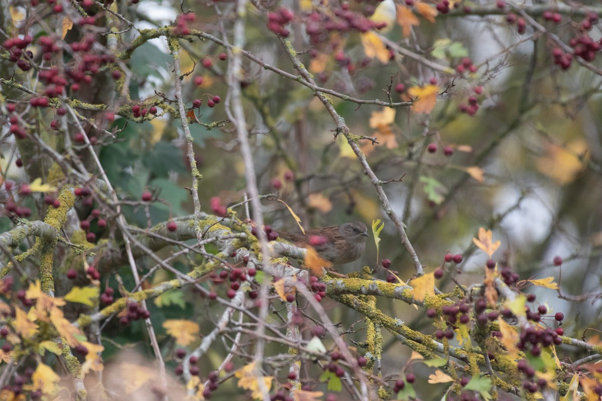 Accenteur mouchet - ML647146062