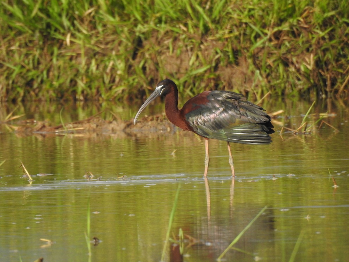 Glossy Ibis - ML647146065