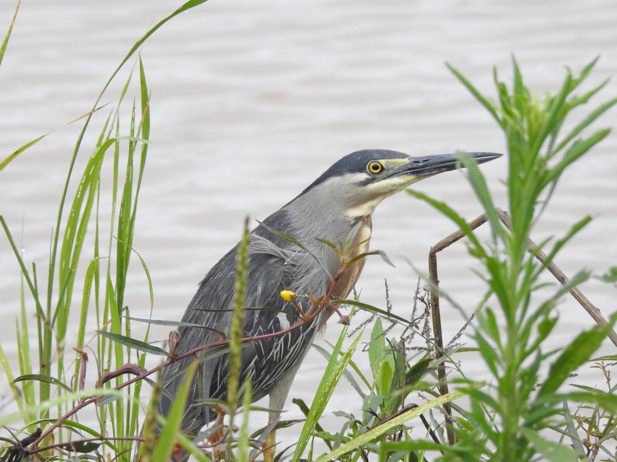 Striated Heron - ML647146080