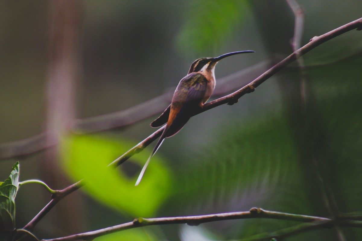 Planalto Hermit - ML647146082