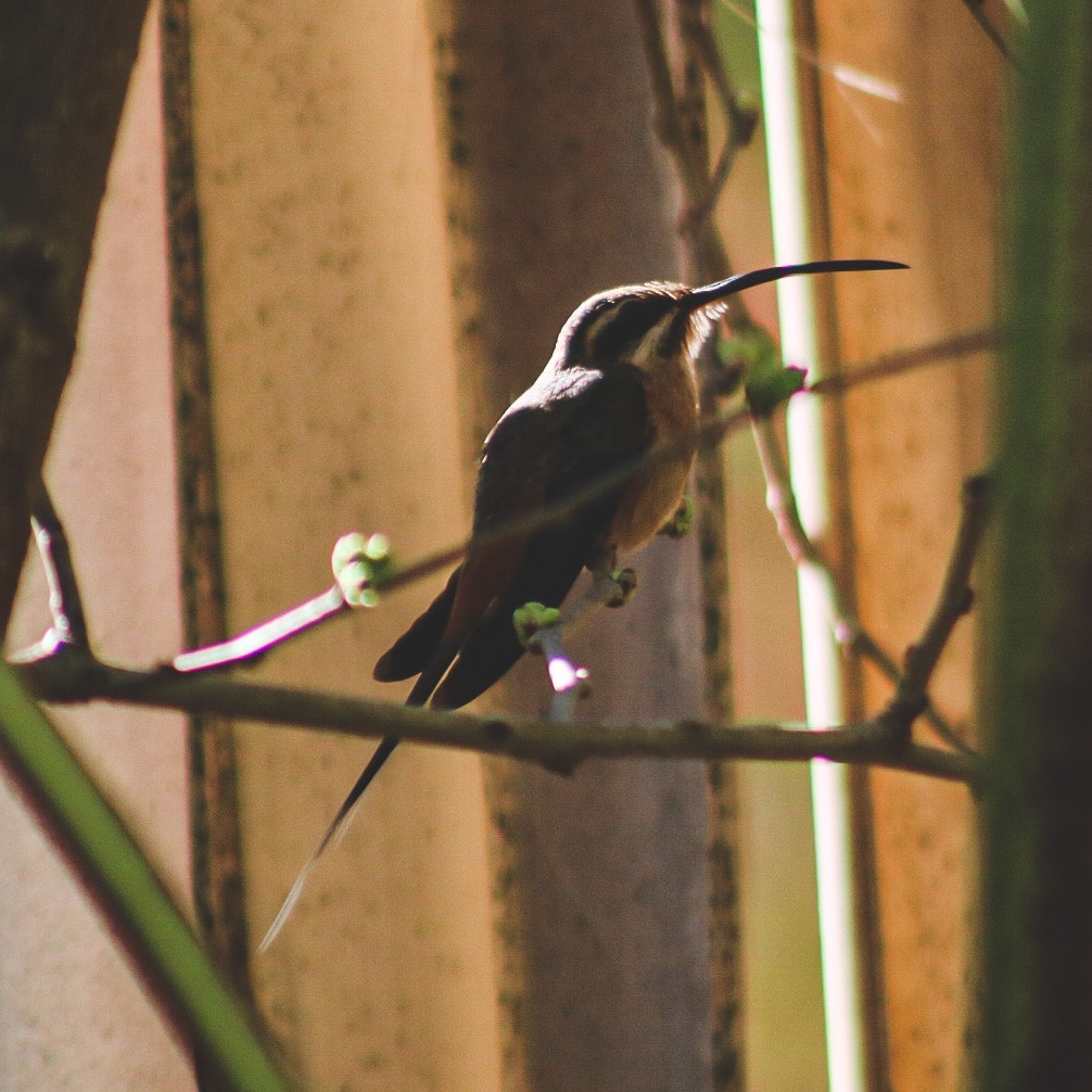 Planalto Hermit - ML647146083