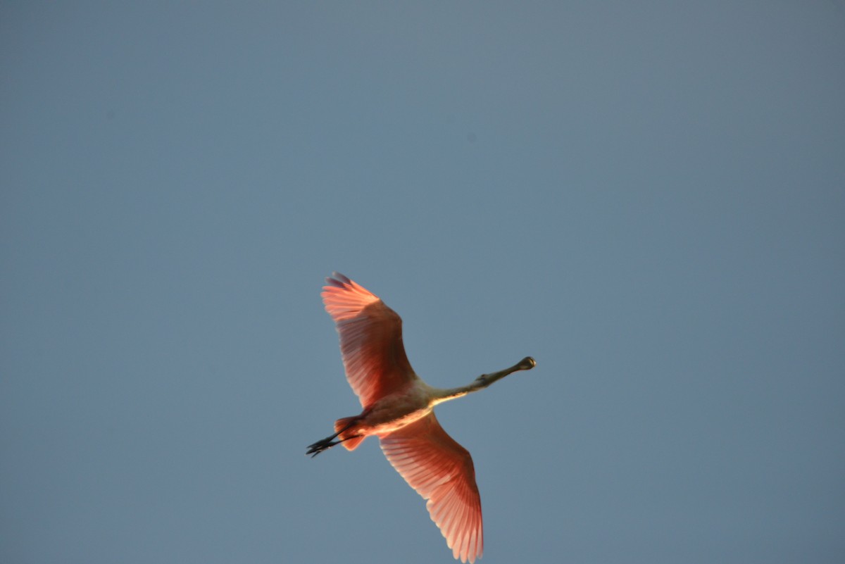 Roseate Spoonbill - ML647146087
