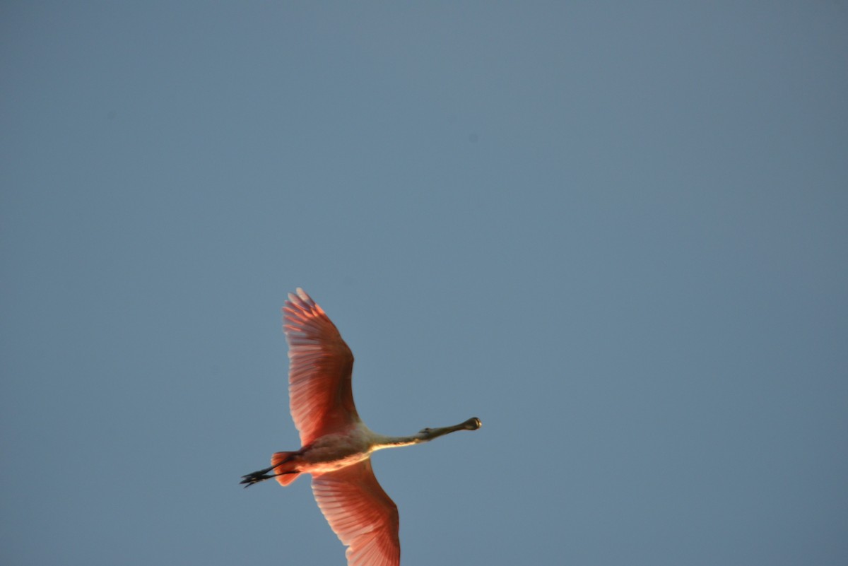Roseate Spoonbill - ML647146089