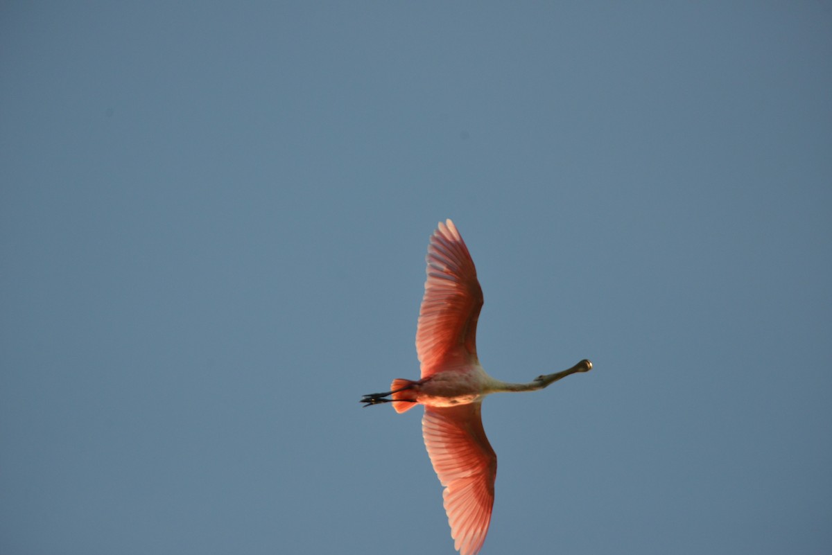 Roseate Spoonbill - ML647146090
