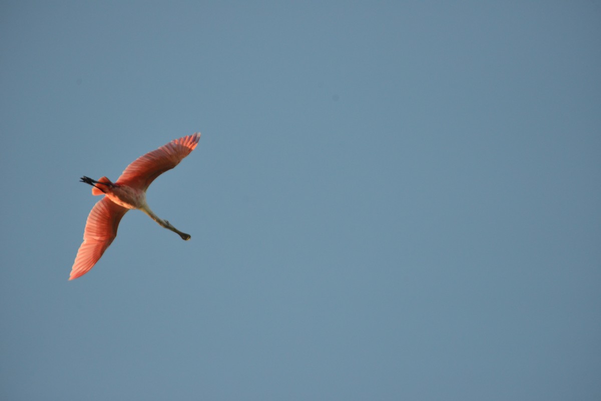 Roseate Spoonbill - ML647146091