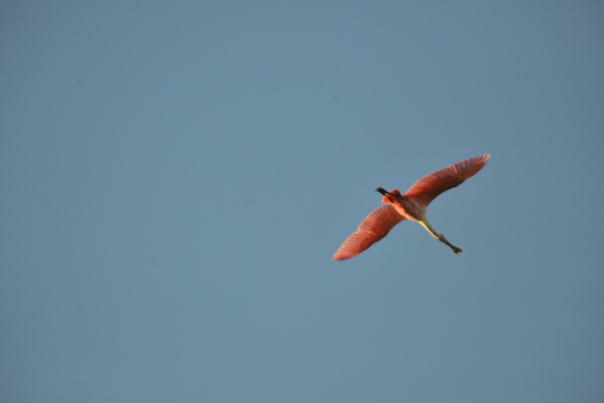 Roseate Spoonbill - ML647146092