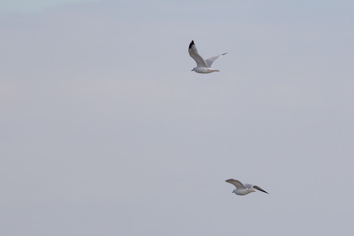 Ringschnabelmöwe - ML647146100