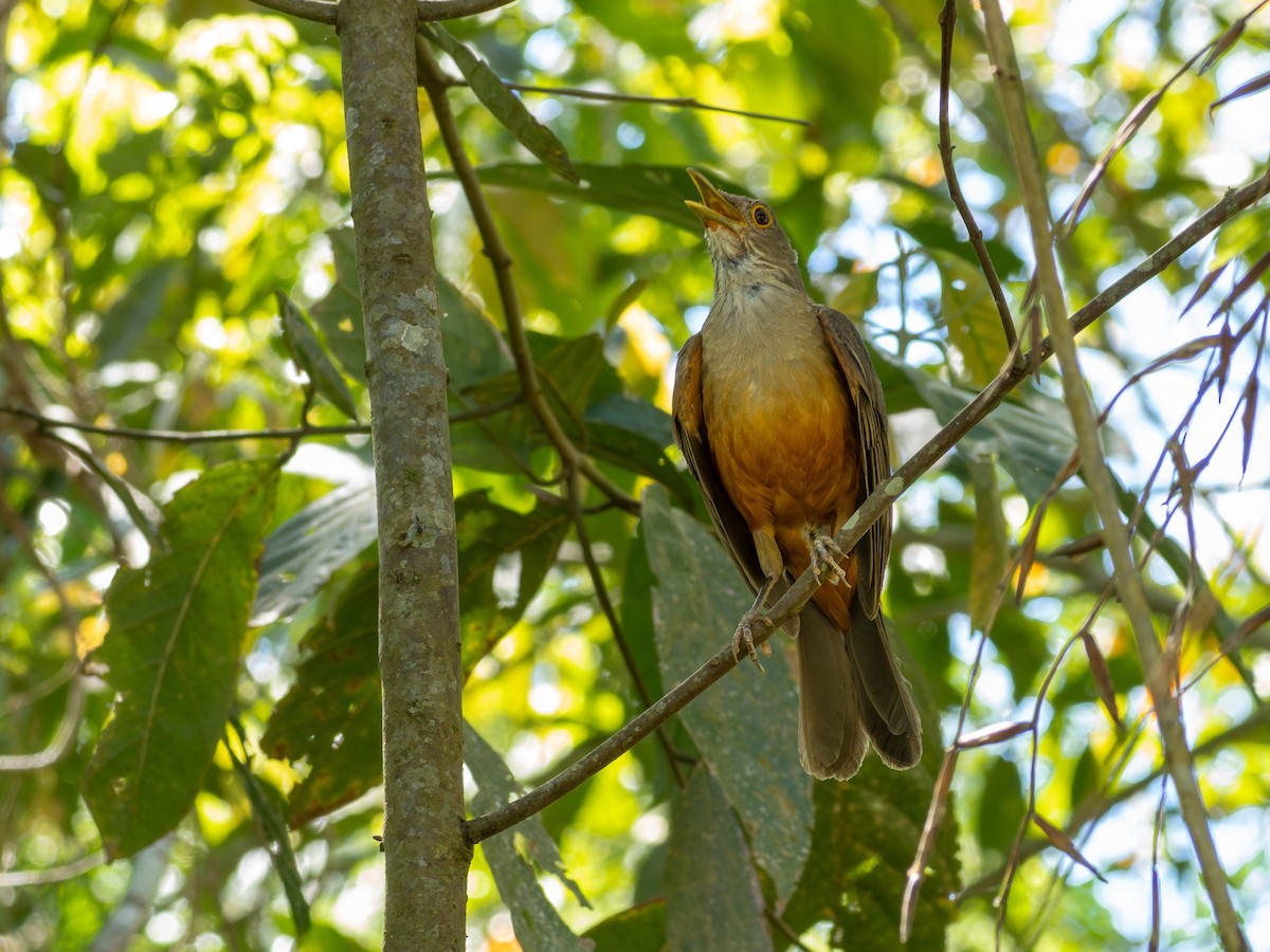 Rufous-bellied Thrush - ML647146110