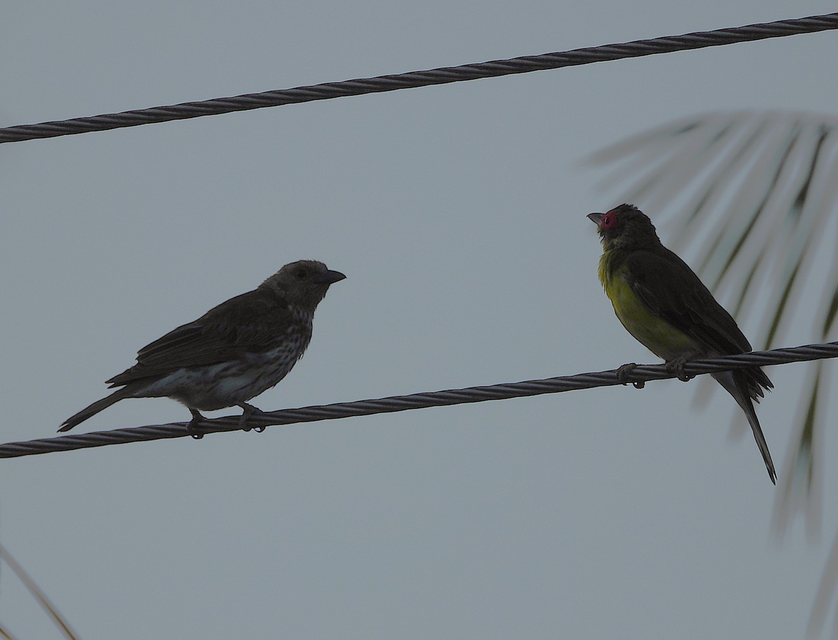 Australasian Figbird - ML647146112