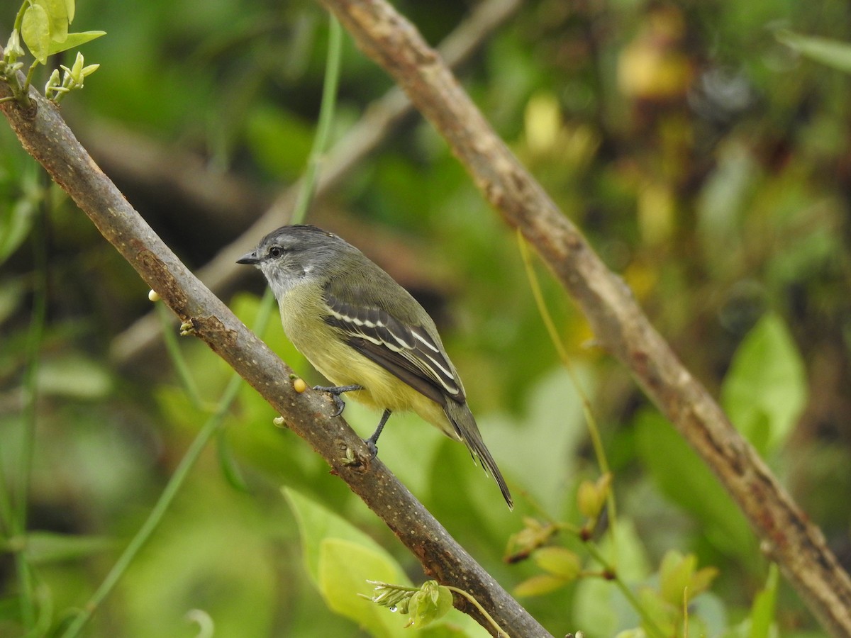 Yellow-crowned Tyrannulet - ML647146120