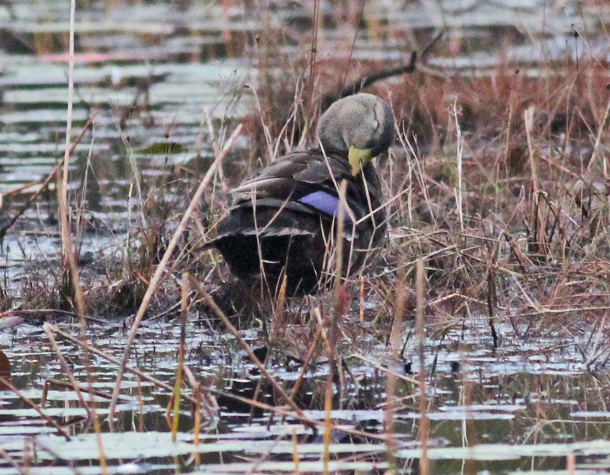 American Black Duck - ML647146123