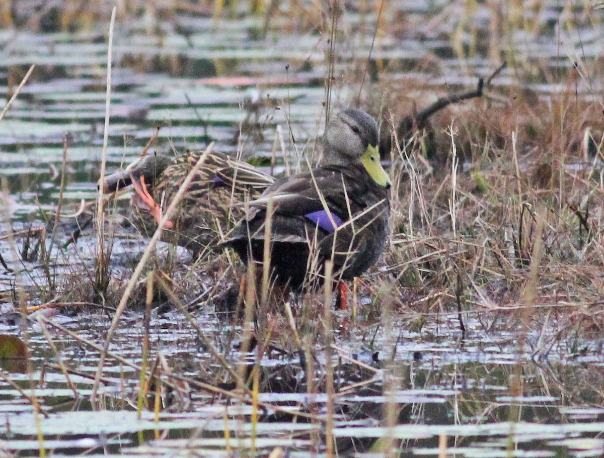 American Black Duck - ML647146124