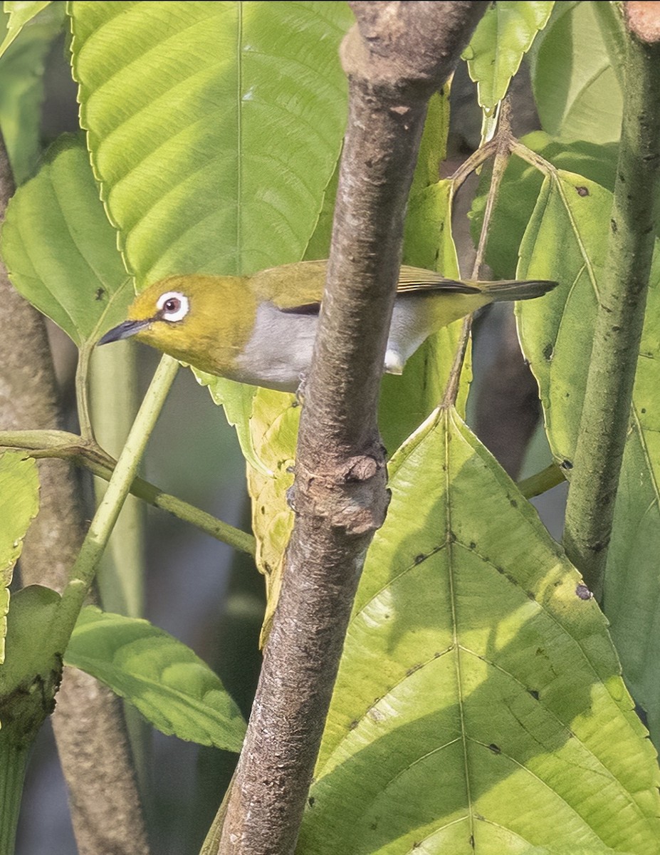 Китайская белоглазка - ML647146125