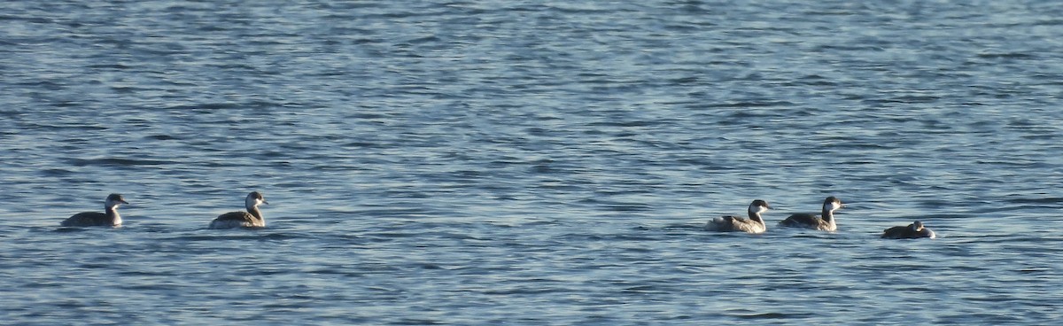 ミミカイツブリ - ML647146140