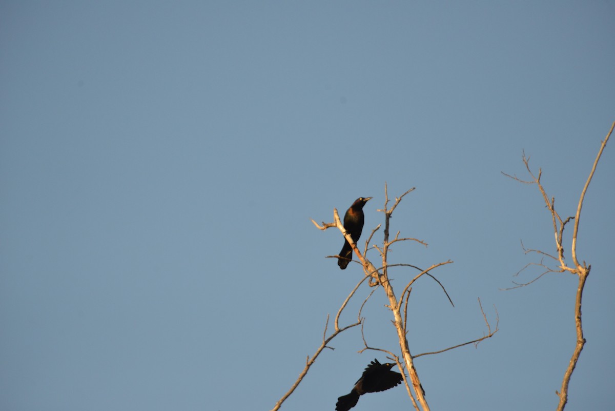 Quiscale bronzé - ML647146142