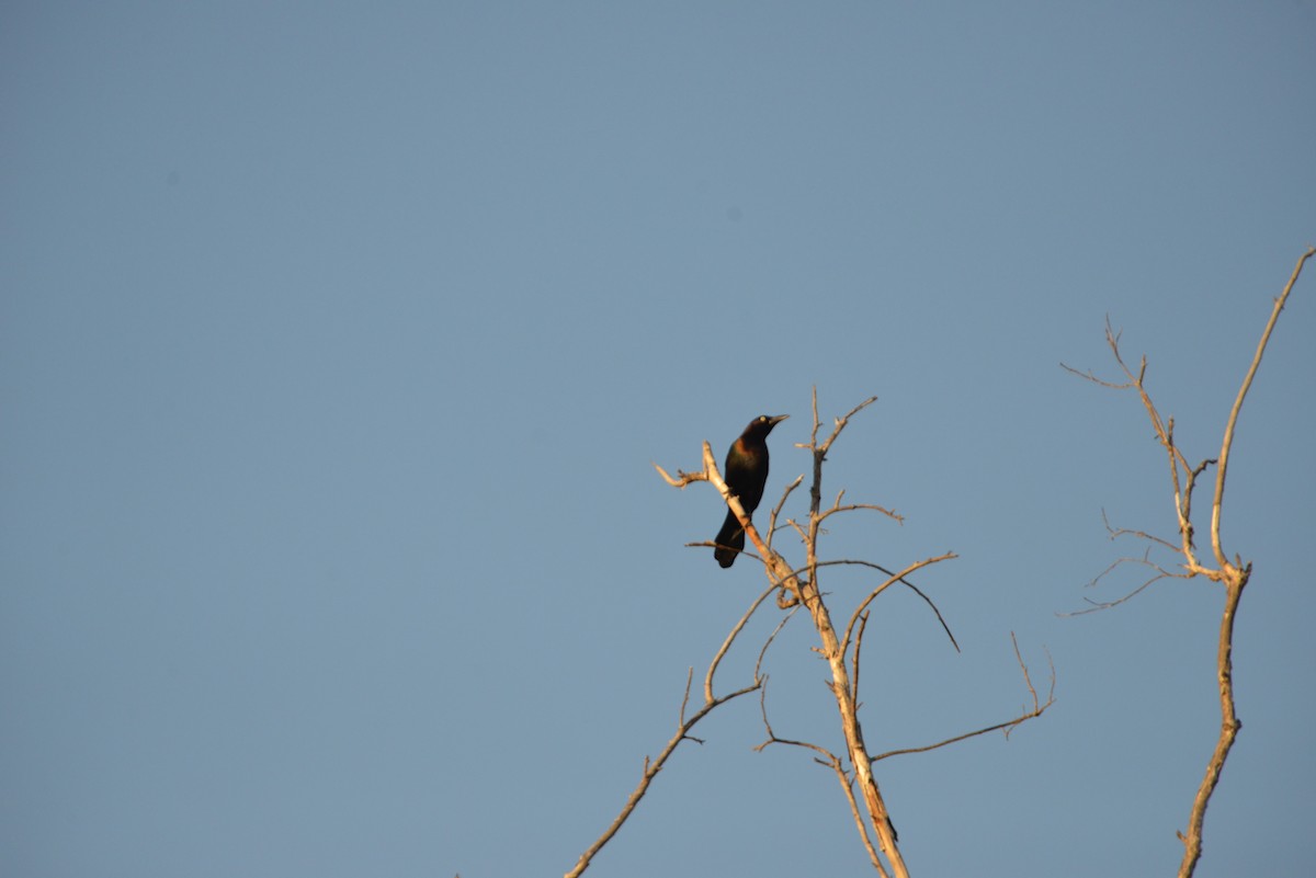 Quiscale bronzé - ML647146143