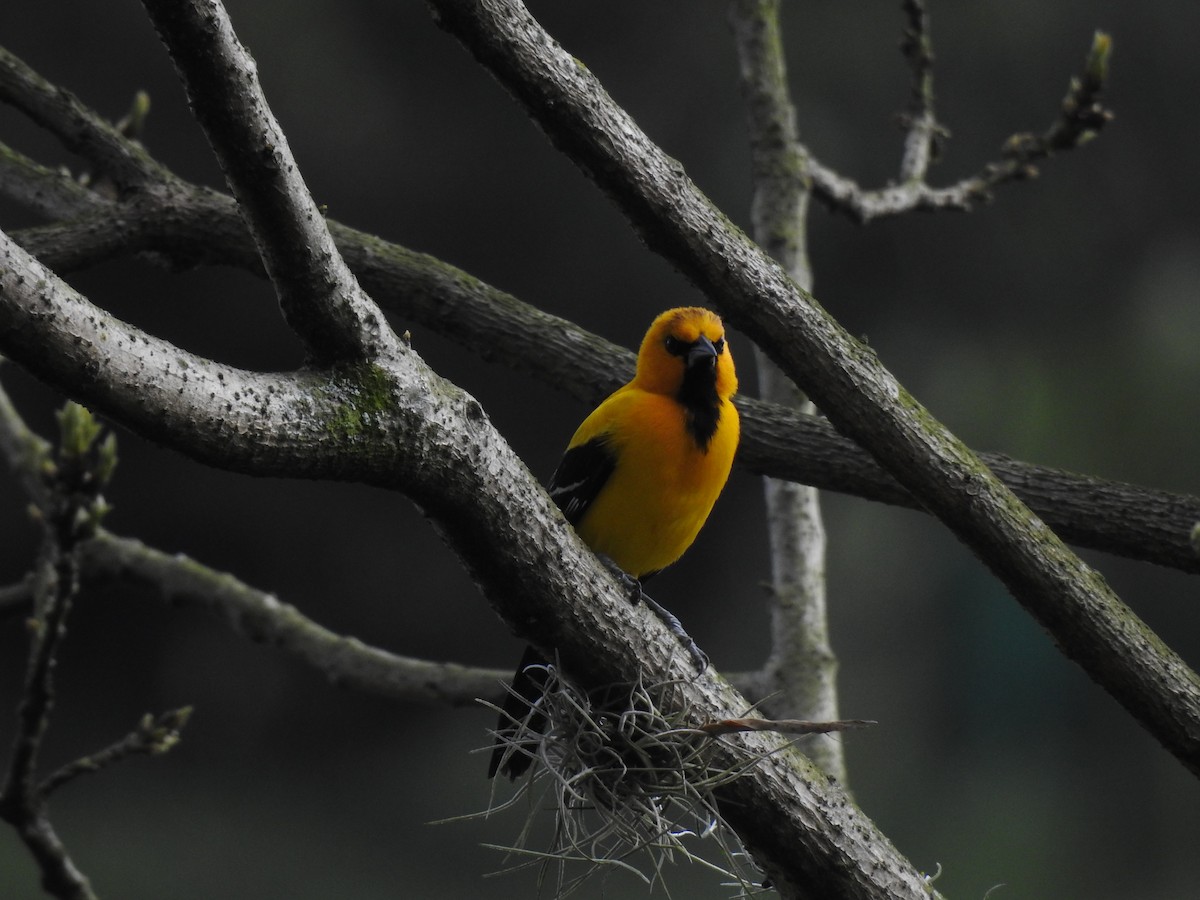 Yellow Oriole - ML647146145