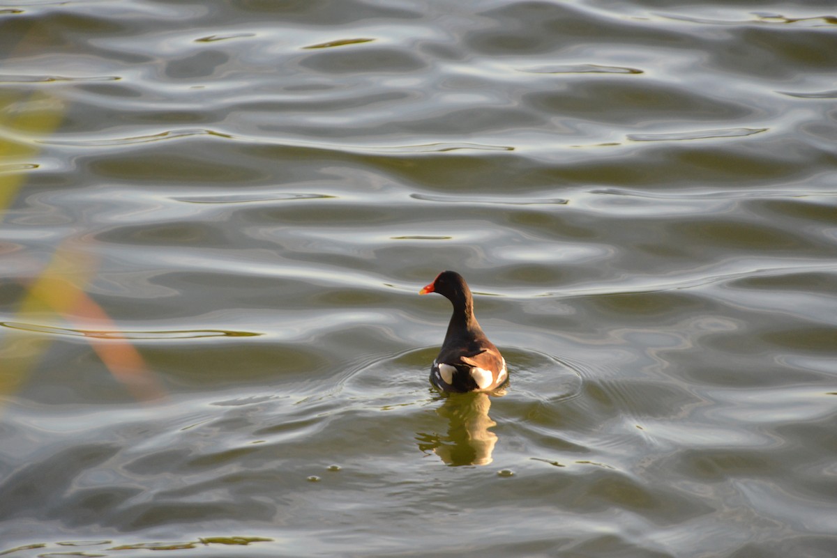 Uroilo amerikarra - ML647146165