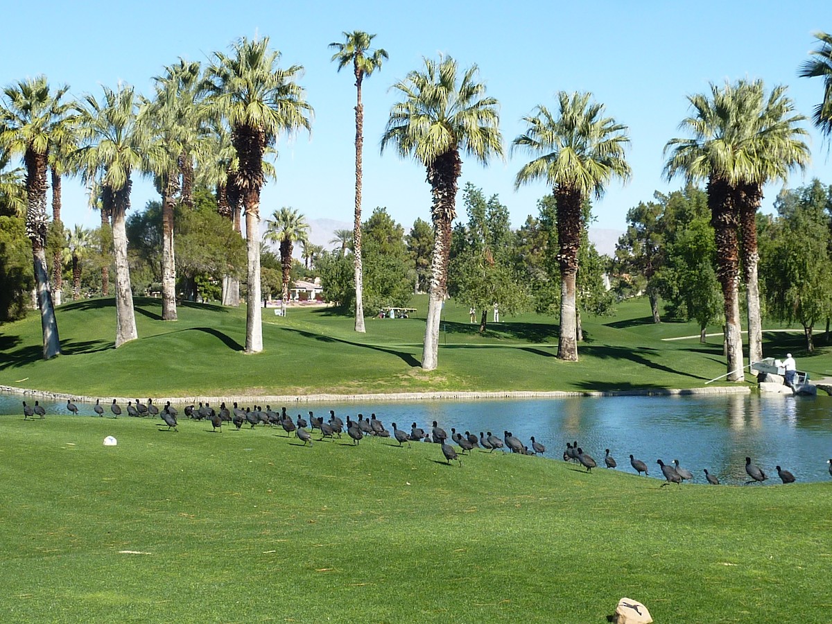 lyska americká - ML647146174