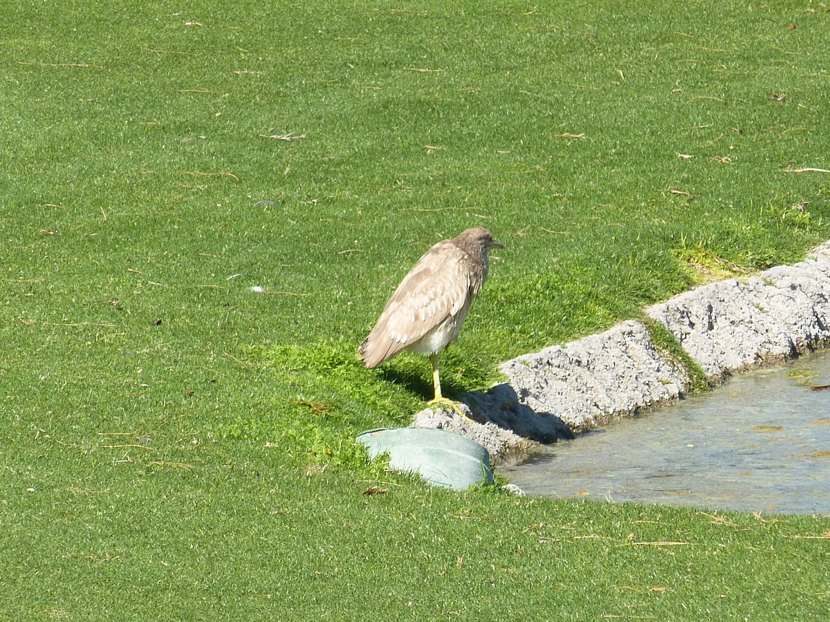 kvakoš noční - ML647146179