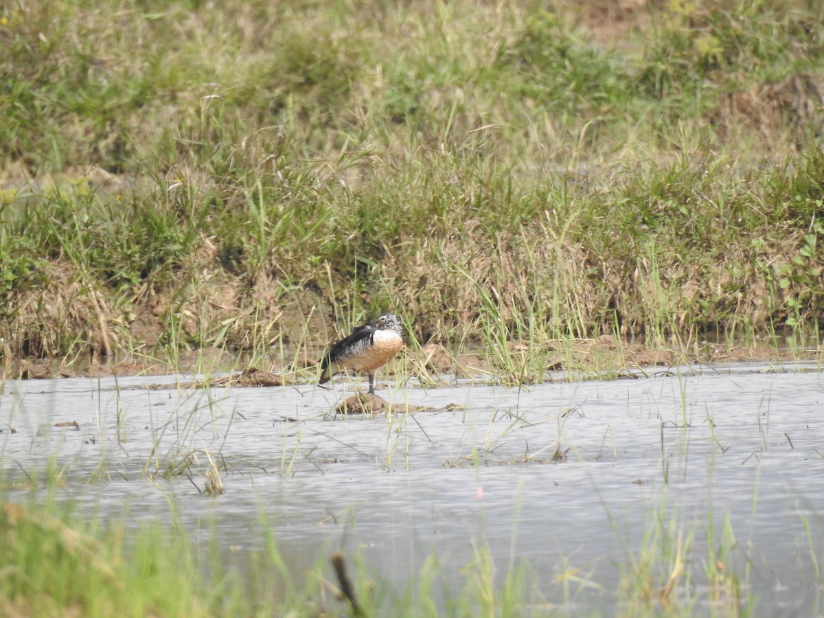 Comb Duck - ML647146191