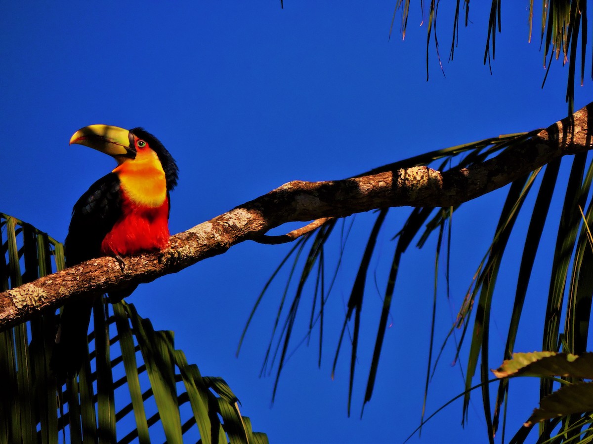 Red-breasted Toucan - ML647146192