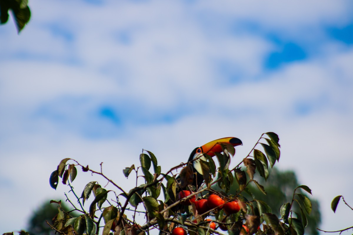 Red-breasted Toucan - ML647146193