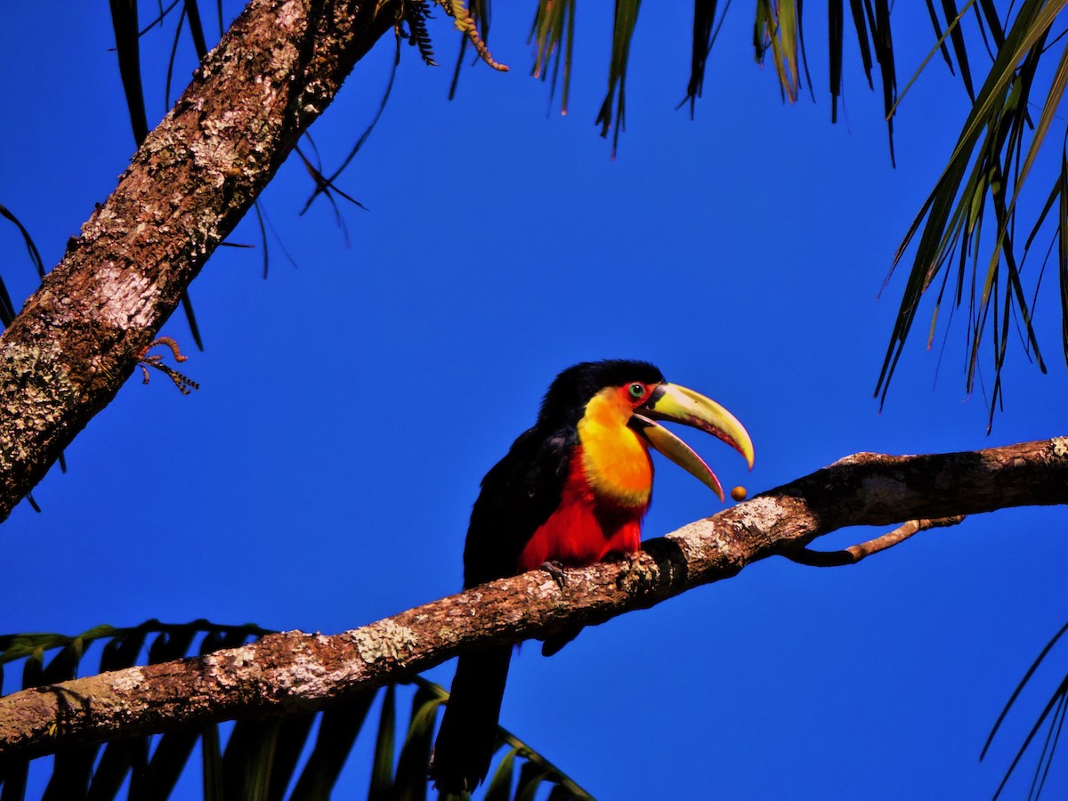 Red-breasted Toucan - ML647146194