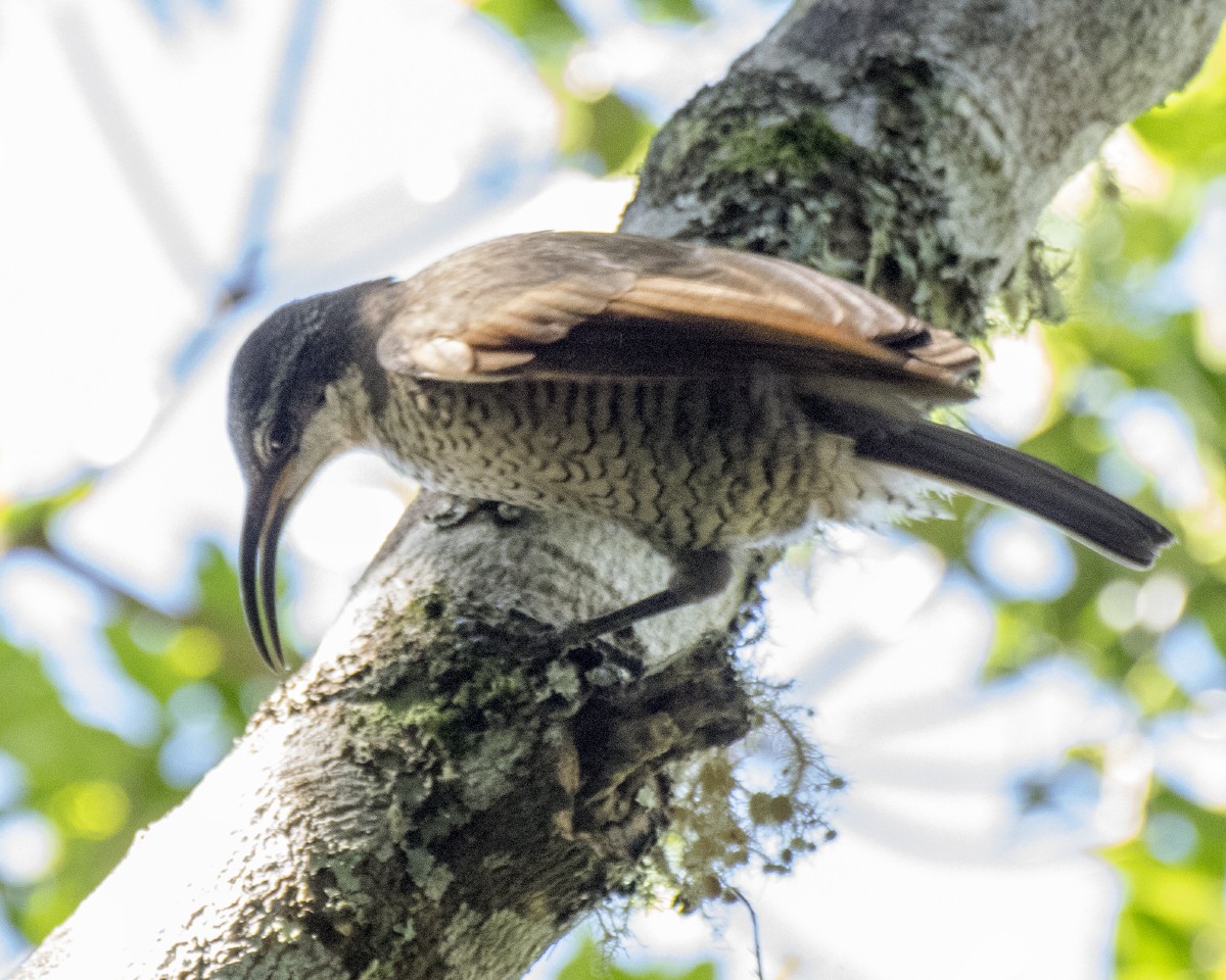 Paradise Riflebird - ML647146195