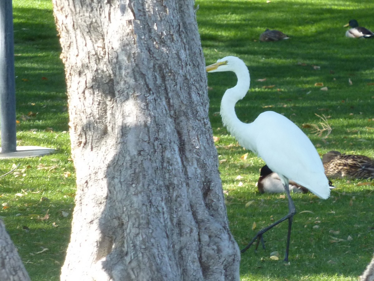 volavka bílá - ML647146197