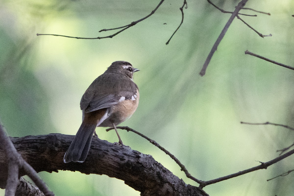 Bearded Scrub-Robin - ML647146221