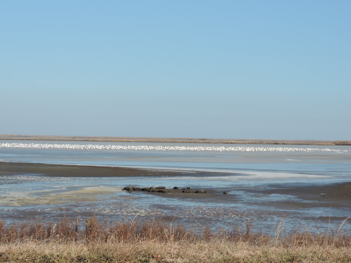 Snow Goose - ML647146228